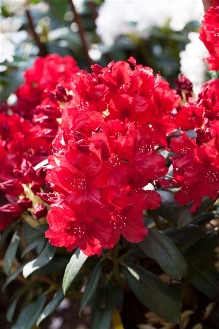 Rhododendron Hybr. 'Erato', Rhododendron, 40&ndash;50 cm, rot - Bild 1