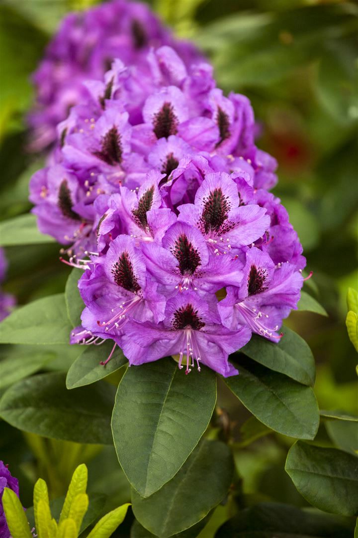 Rhododendron Hybr. 'Orakel', Rhododendron, 40&ndash;50 cm, rosa Bl&uuml;ten - Bild 1
