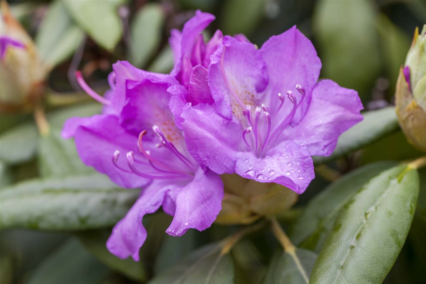 Rhododendron Hybr. 'Catawbiense Boursault', lila Bl&uuml;ten, 40&ndash;50 cm - Bild 1