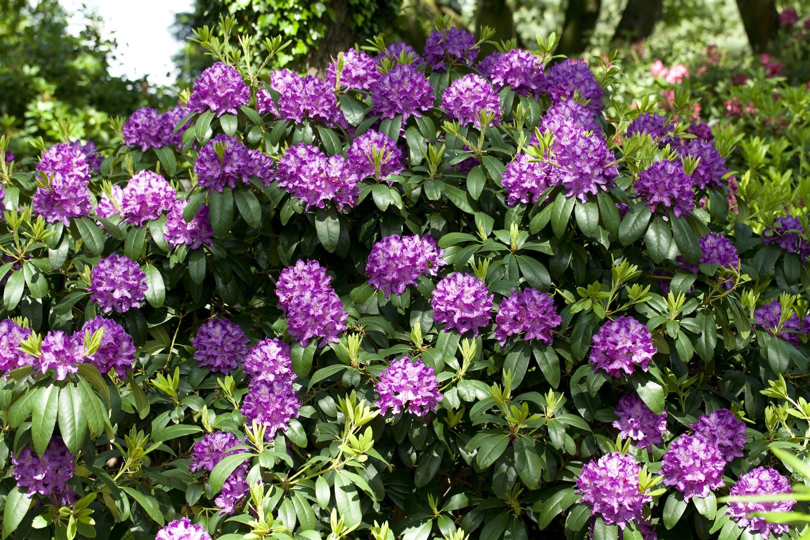 Rhododendron 'Catawbiense Grandiflorum', lila, 30&ndash;40 cm, INKARHO - Bild 1
