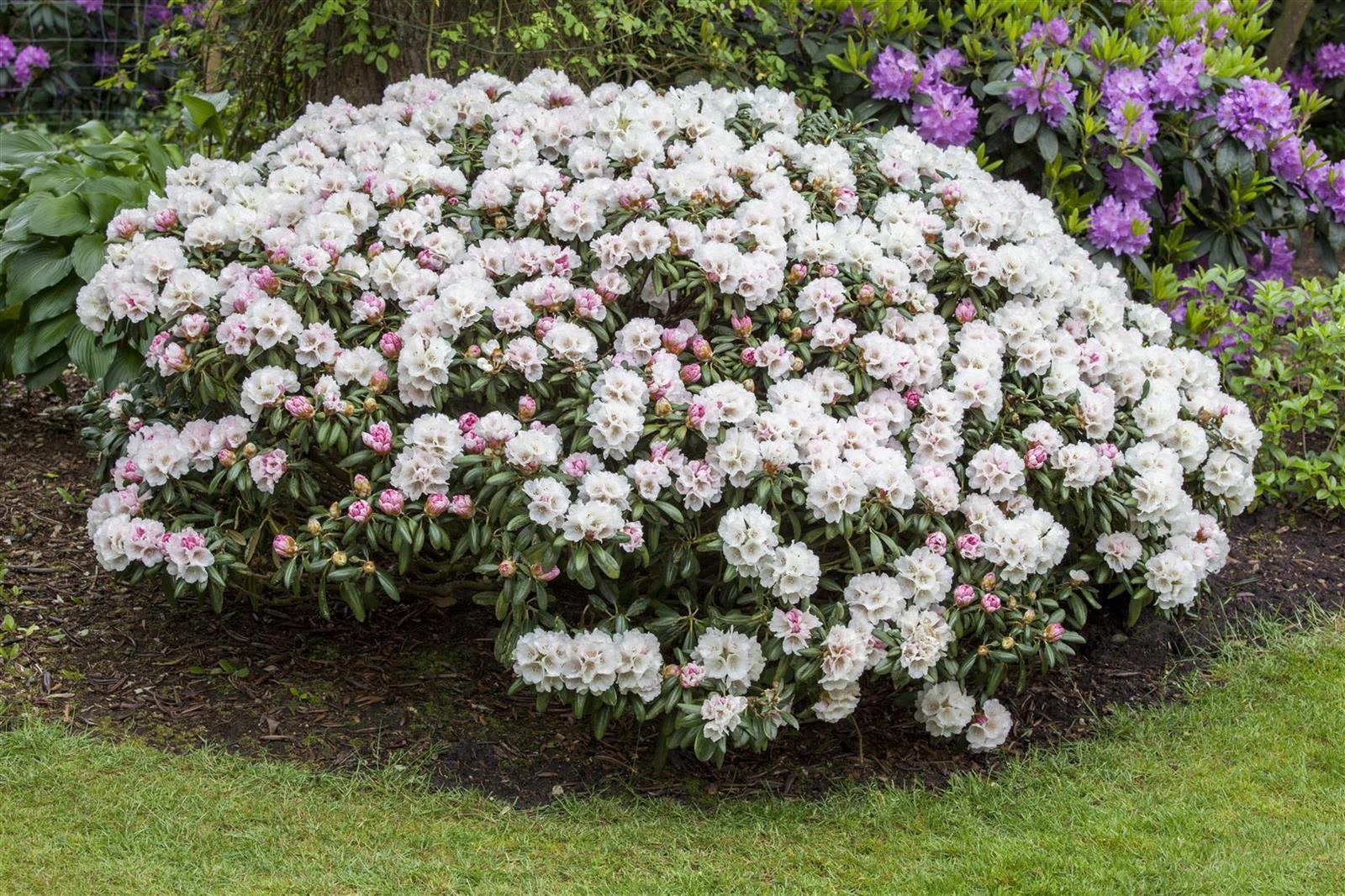Rhododendron yakushimanum 'Dreamland', rosa Bl&uuml;ten, 40&ndash;50 cm - Bild 1