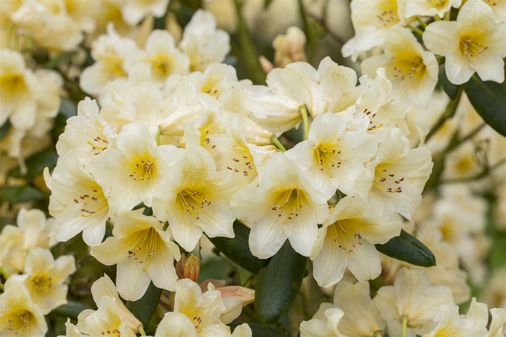 Rhododendron yakushimanum 'Millenium Gold', gelb, 40&ndash;50 cm - Bild 1