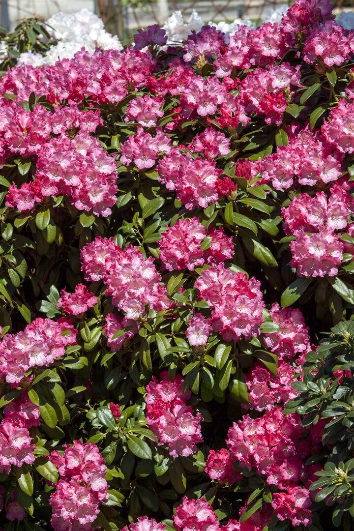 Rhododendron yakushimanum 'Morgenrot', rosa Bl&uuml;ten, 40&ndash;50 cm - Bild 1