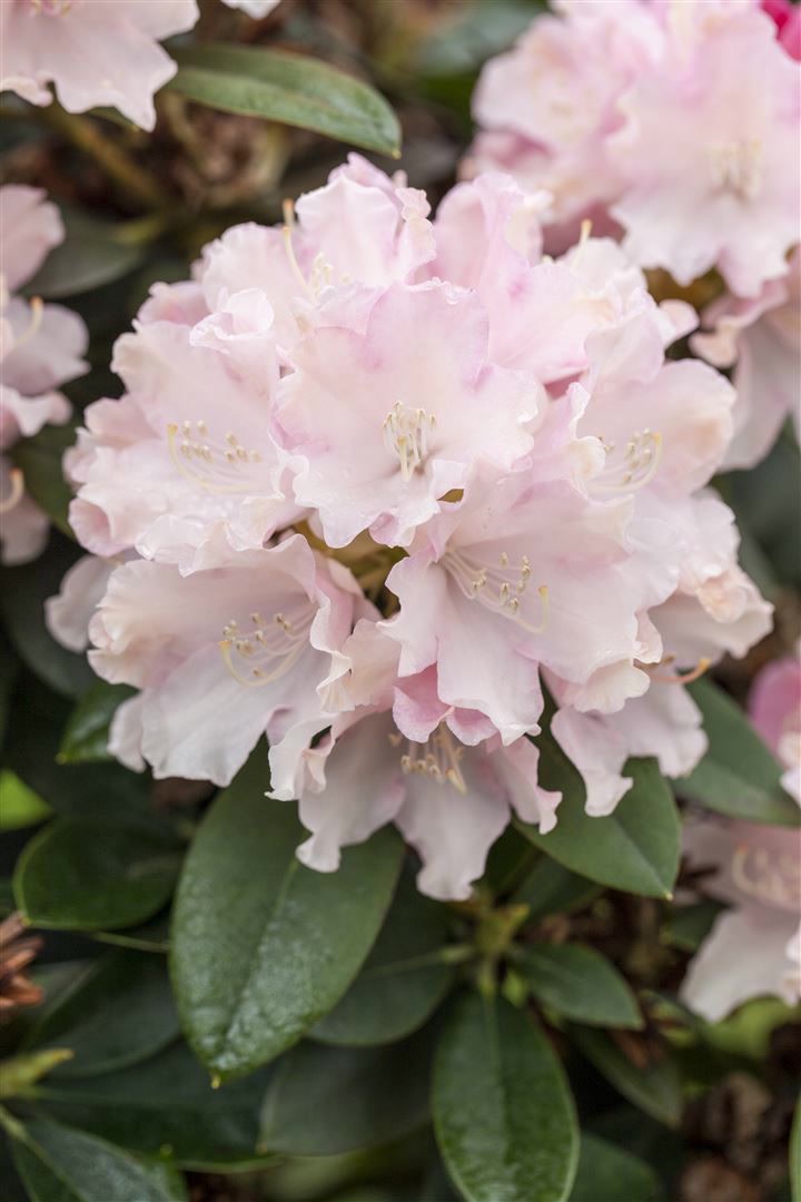 Rhododendron yak. 'Schneekrone', wei&szlig;, 40&ndash;50 cm - Bild 1