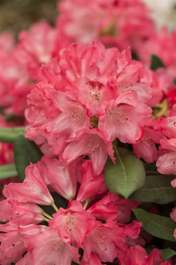Rhododendron yakushimanum 'Sneezy', rosa Bl&uuml;ten, 40&ndash;50 cm - Bild 1
