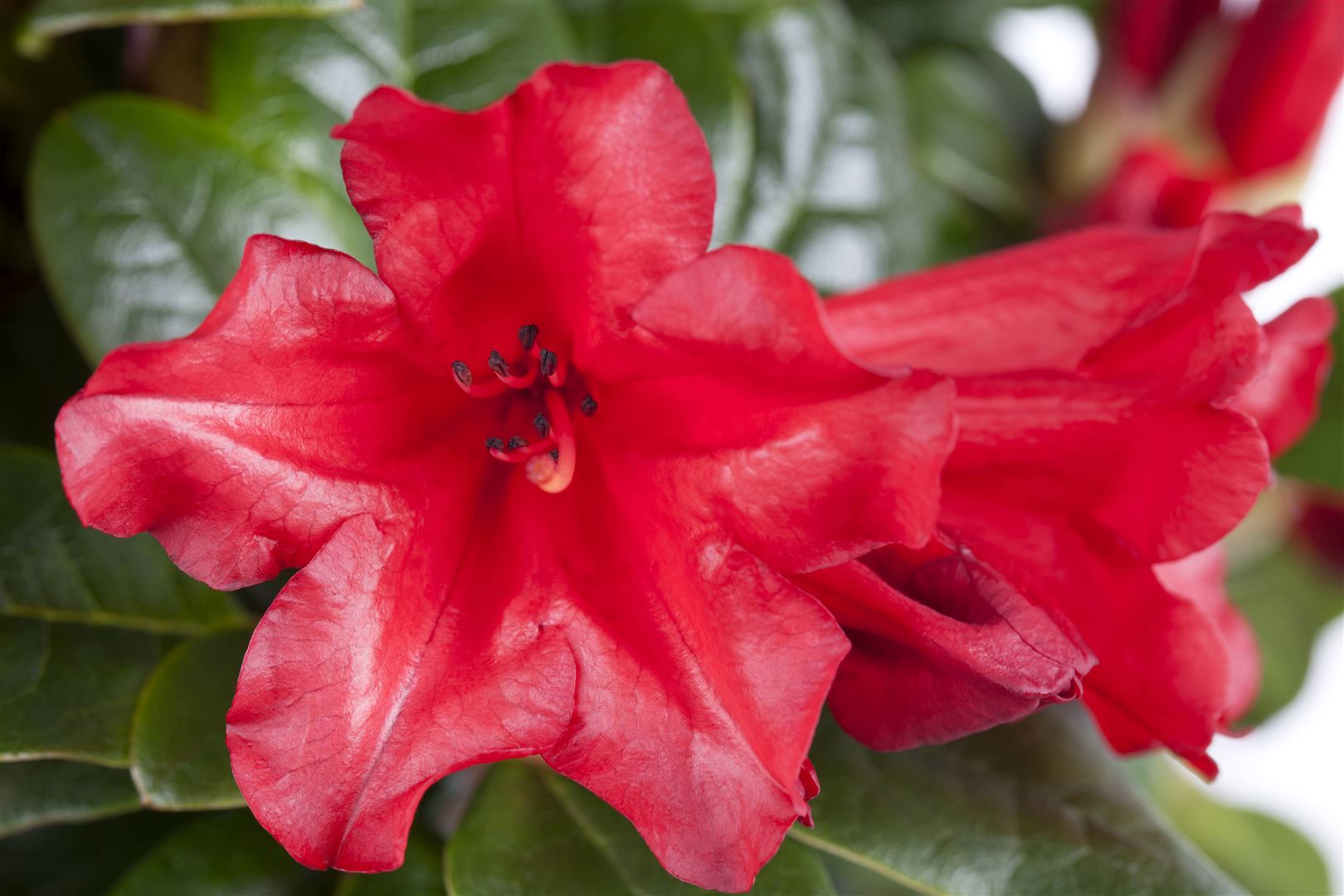 Rhododendron repens 'Scarlet Wonder', leuchtend rot, 40&ndash;50 cm - Bild 1