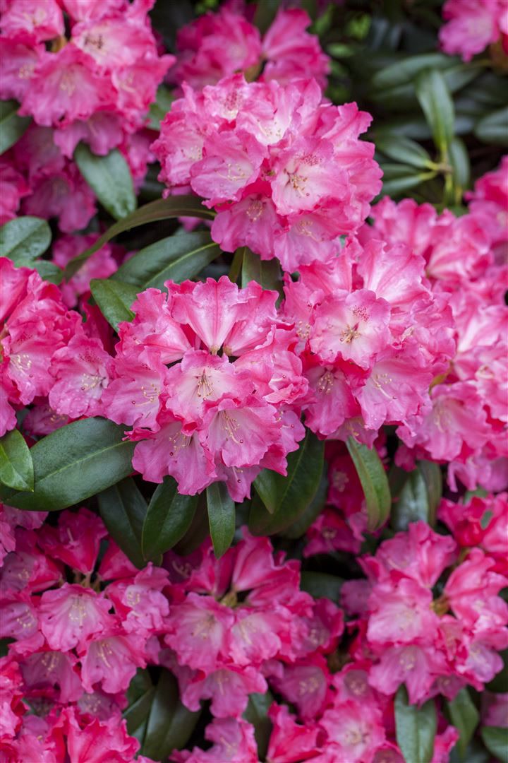 Rhododendron Hybr. 'Germania', Rhododendron, rosa Bl&uuml;ten, 40&ndash;50 cm - Bild 1