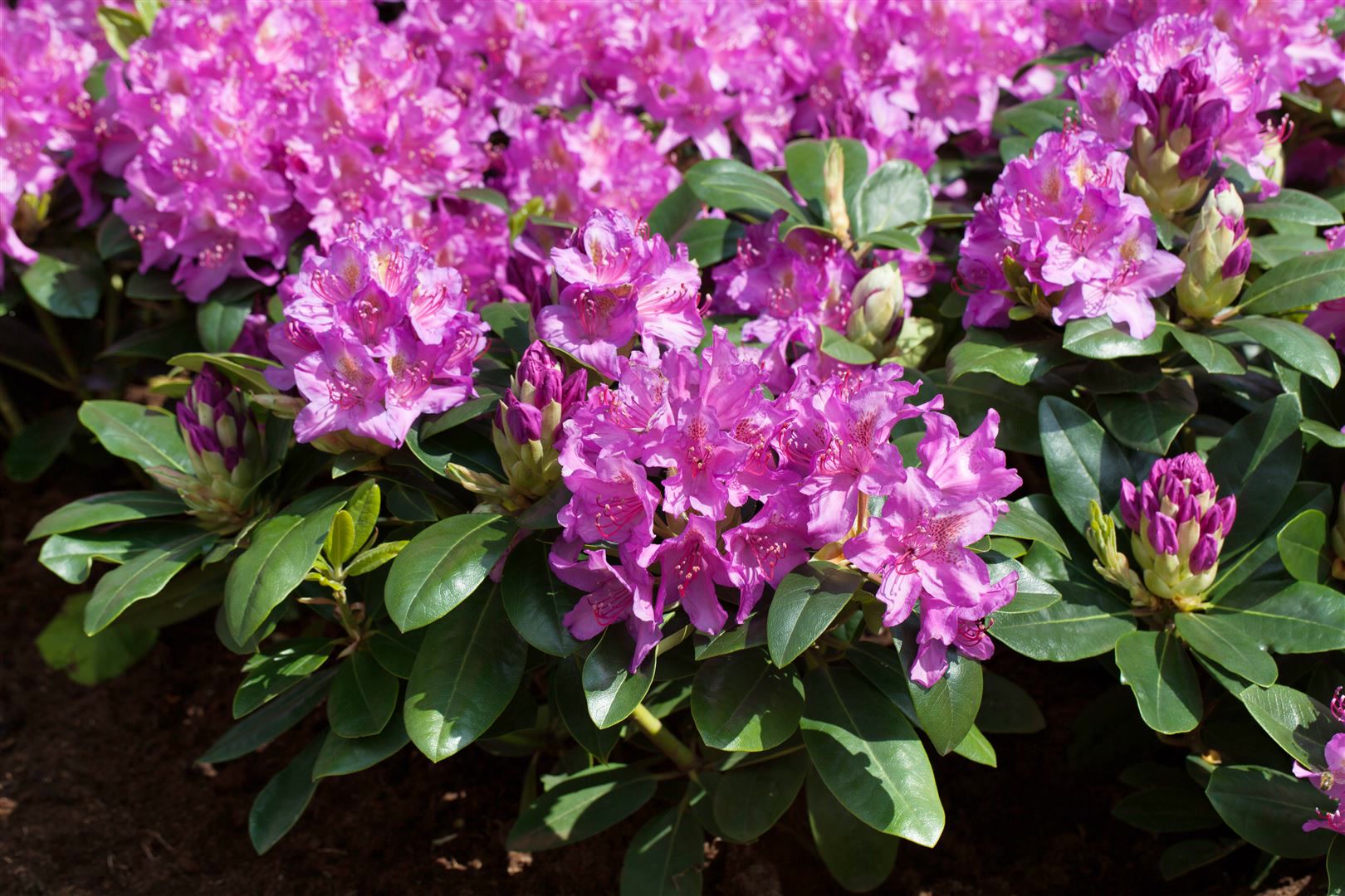 Rhododendron Hybr. 'Pink Purple Dream', rosa-lila Bl&uuml;ten, 60&ndash;70 cm - Bild 1
