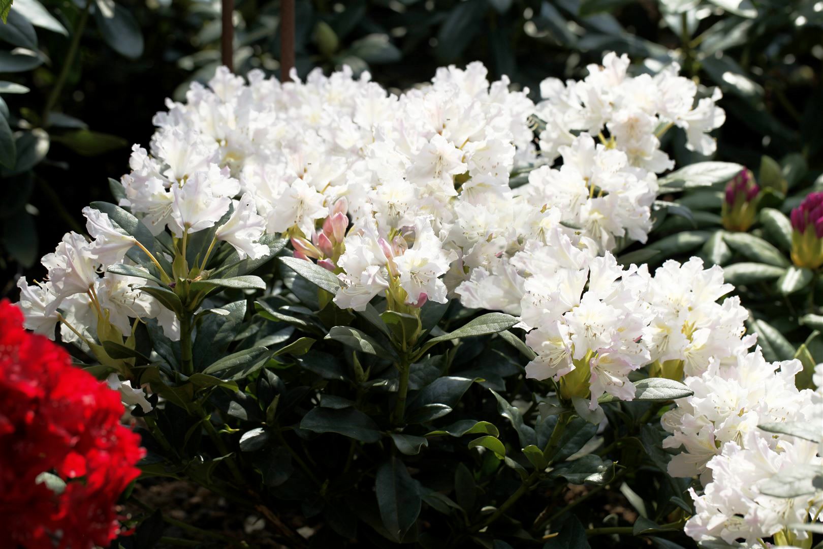 Rhododendron 'Cunninghams White', wei&szlig;, 50&ndash;60 cm - Bild 1