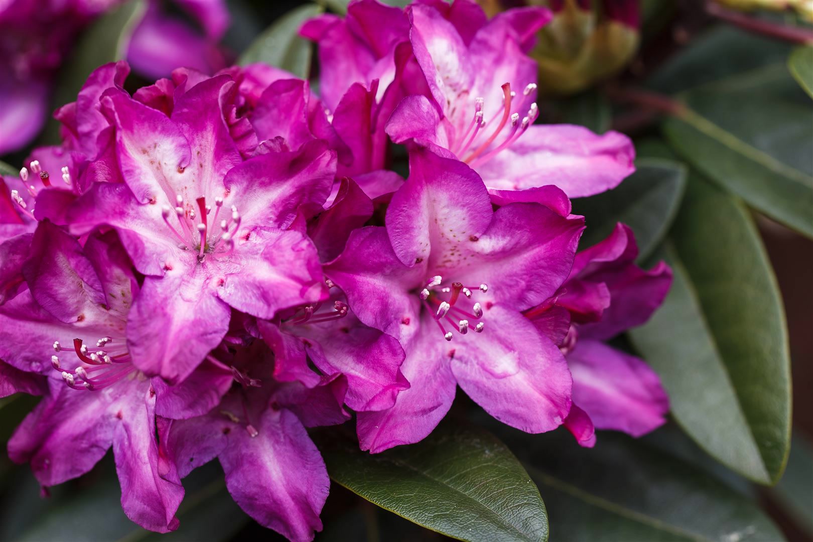 Rhododendron Hybr. 'Anatevka', rosa Bl&uuml;ten, 60&ndash;70 cm - Bild 1