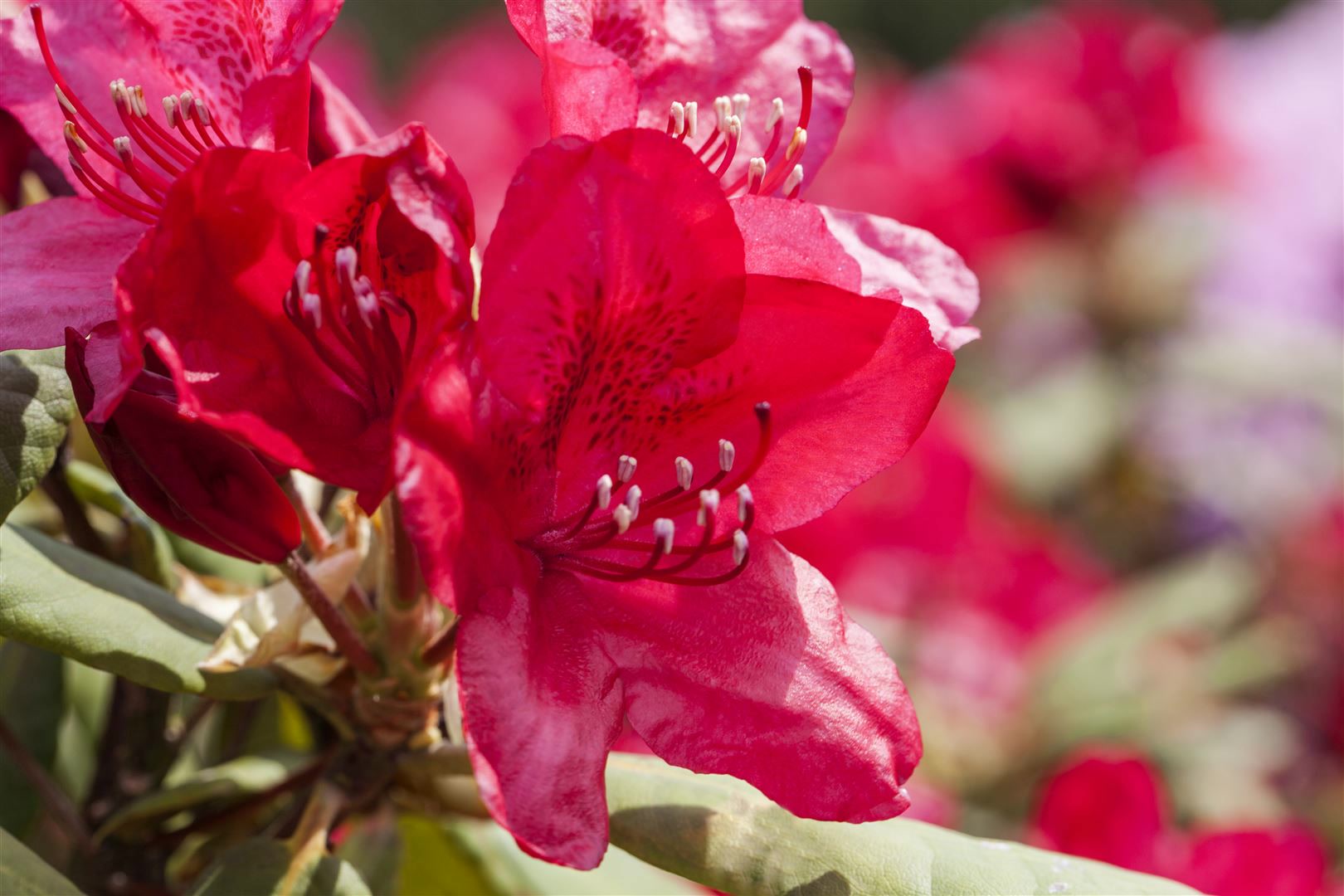 Rhododendron Hybr. 'Hachm. Feuerschein', rot, 60&ndash;70 cm - Bild 1