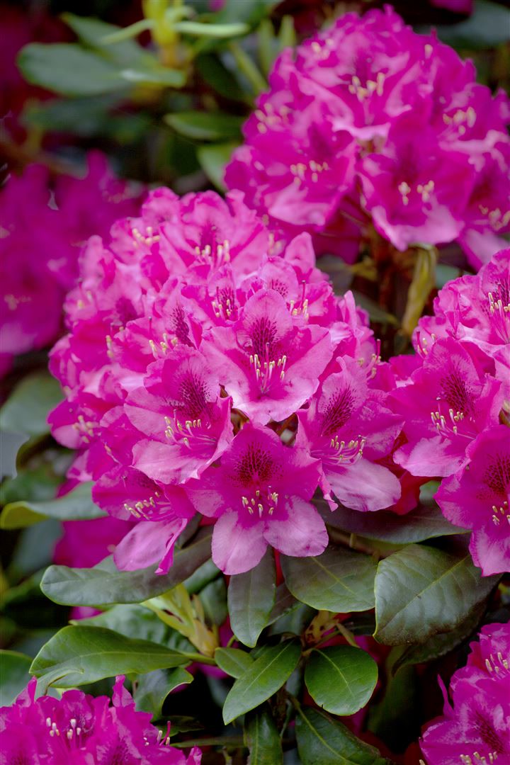 Rhododendron 'Nova Zembla', rot, 50&ndash;60 cm - Bild 1