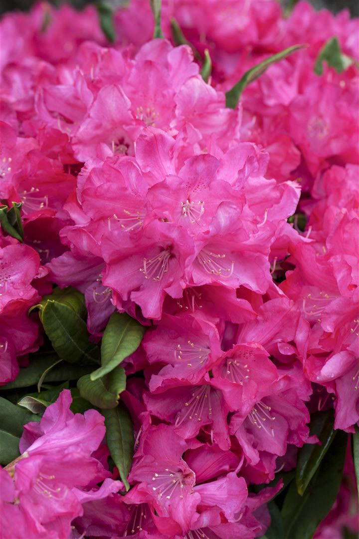 Rhododendron makinoi 'Diamant', Rhododendron, 60 cm - Bild 1