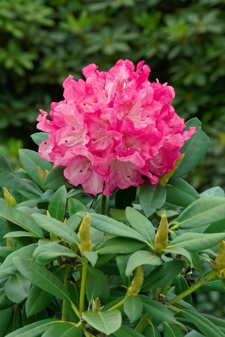 Rhododendron yak. 'Graf Anton G&uuml;nther', rosa Bl&uuml;ten, 80 cm Stammh&ouml;he - Bild 1
