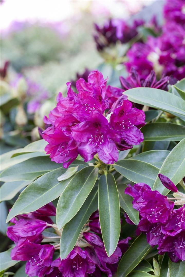 Rhododendron Hybr. 'Old Port', INKARHO, purpurrot, 30&ndash;40 cm - Bild 1