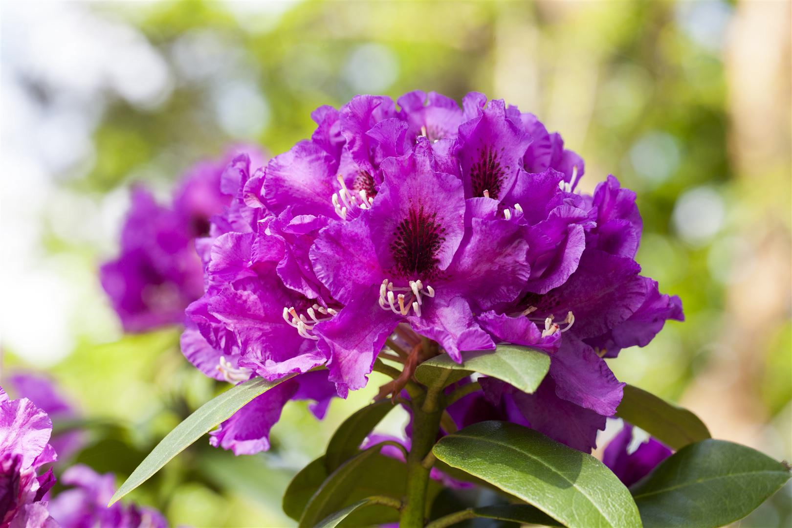 Rhododendron Hybr. 'Rasputin', INKARHO, dunkelviolett, 30&ndash;40 cm - Bild 1