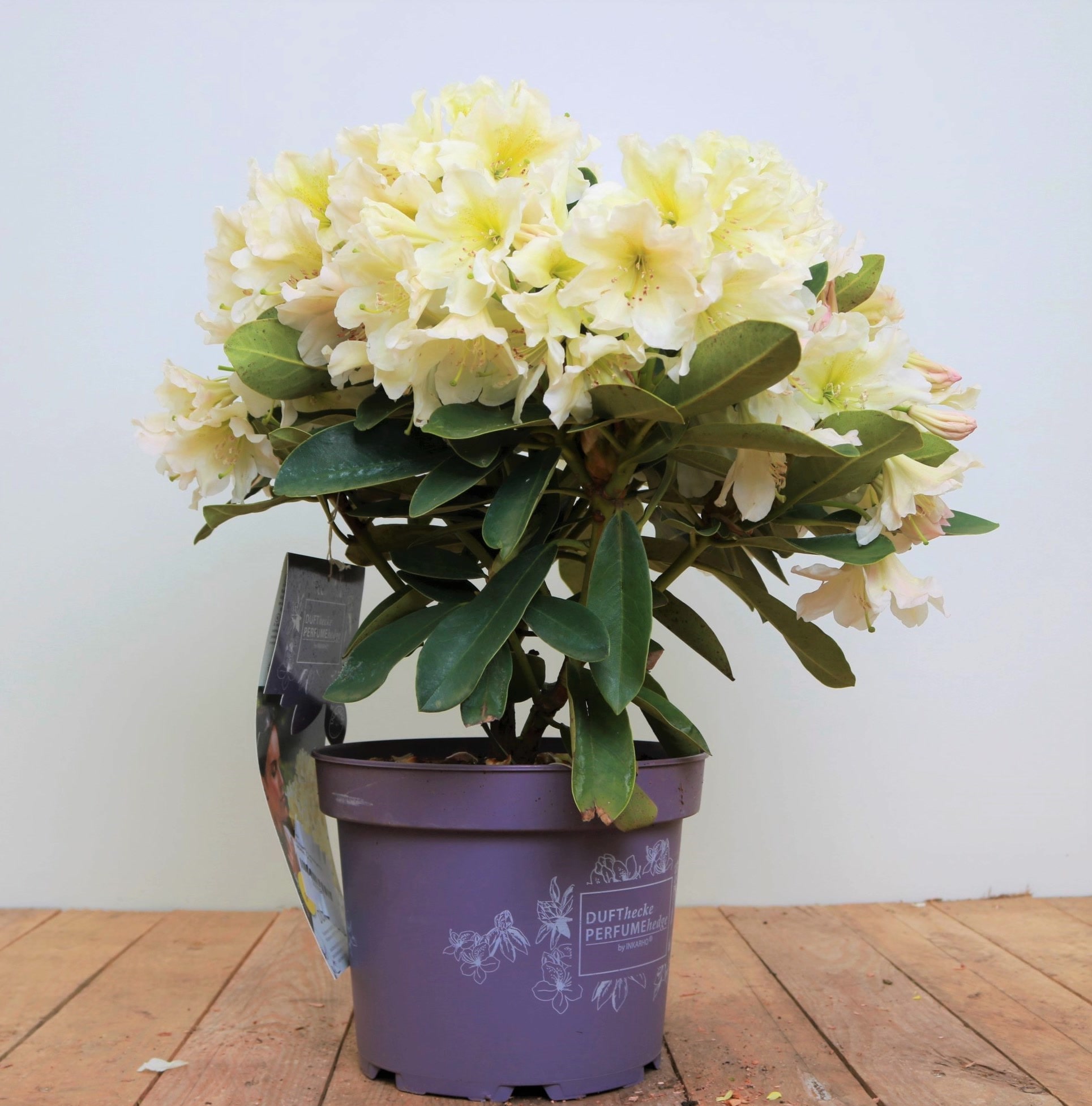 Rhododendron 'INKARHO', gelbe Dufthecke, 30&ndash;40 cm - Bild 1