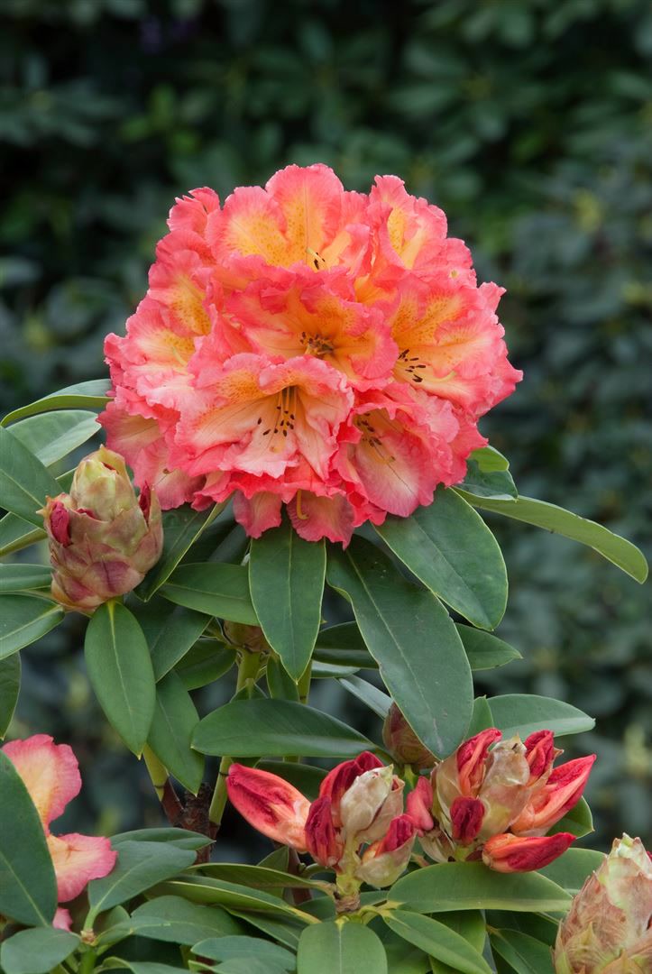 Rhododendron Hybr. 'Sun Fire', gelb-orange Bl&uuml;ten, 50&ndash;60 cm - Bild 1