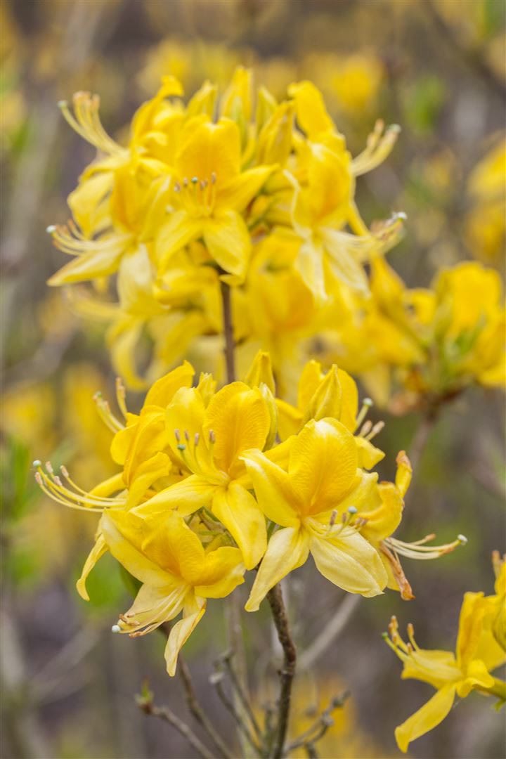 Rhododendron luteum, Gelber Azalee, duftend, 40&ndash;50 cm - Bild 1