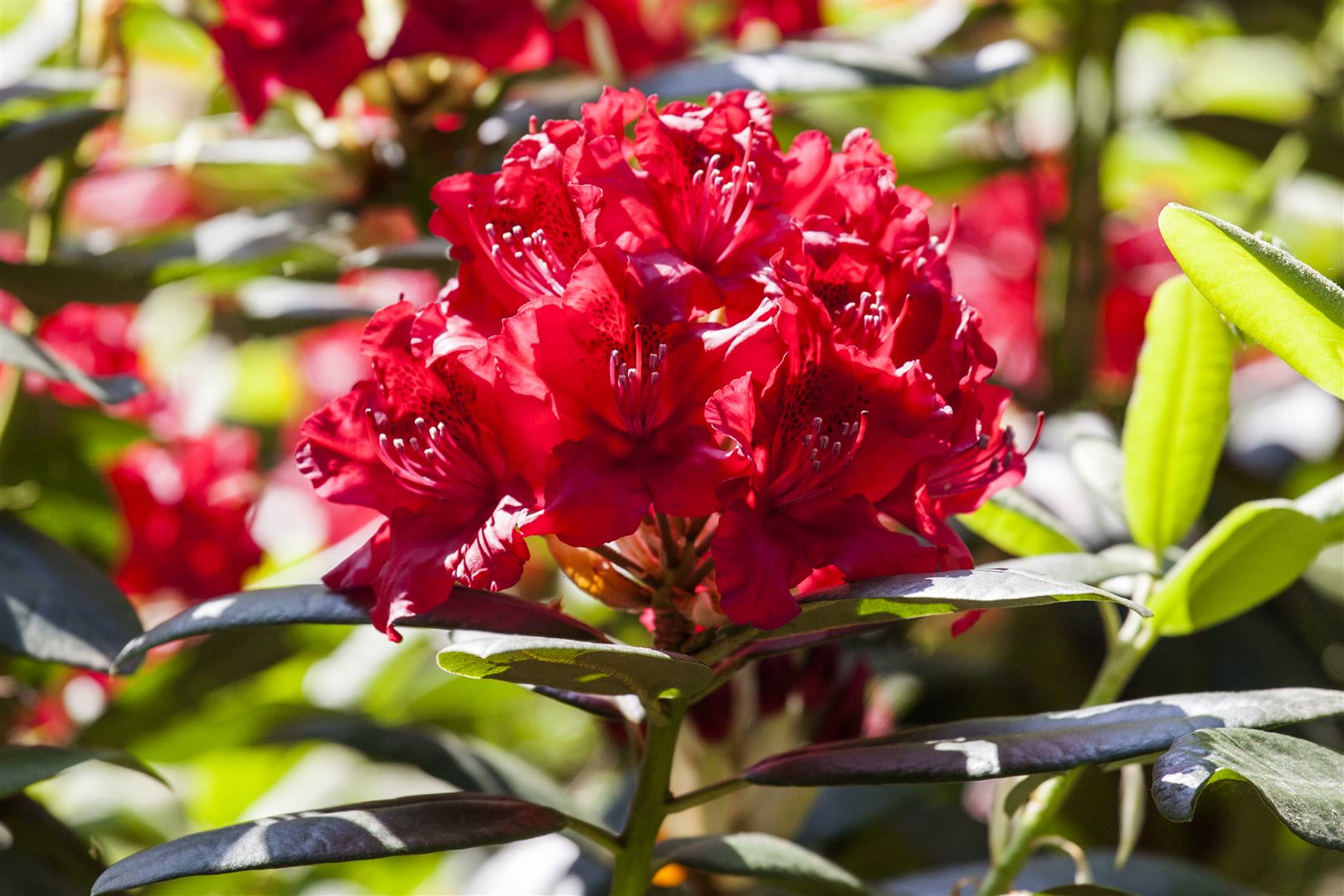 Rhododendron Hybr. 'Karl Naue', Rhododendron, 30&ndash;40 cm, rosa Bl&uuml;ten - Bild 1