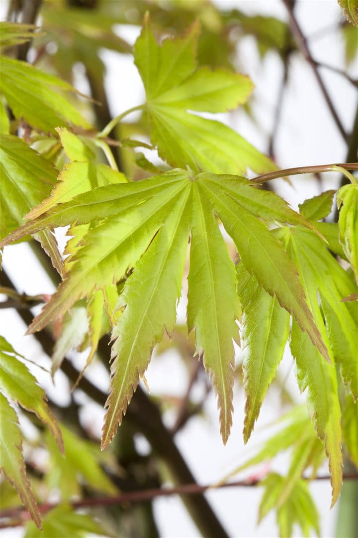 Acer palmatum 'Orange Dream', Japanischer Ahorn, orange, 40&ndash;60 cm - Bild 1
