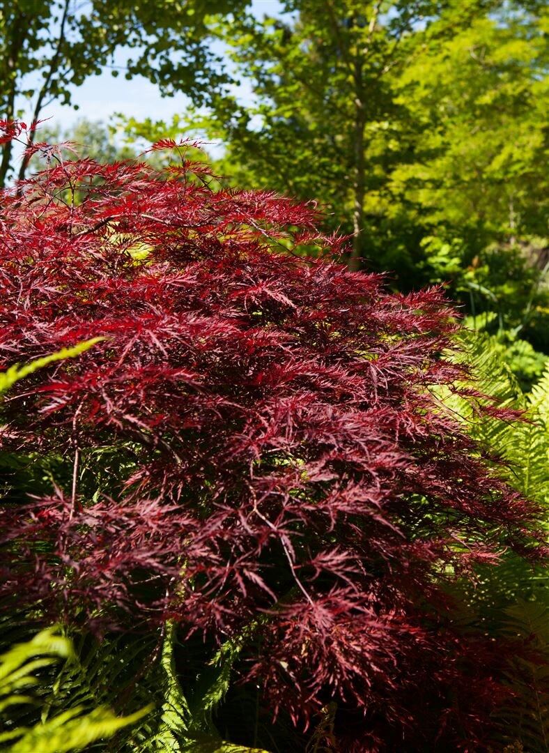 Acer palmatum ‚Red Pygmy‘, Japanischer Ahorn, rot, 80 cm Stammhöhe | 04063654827405