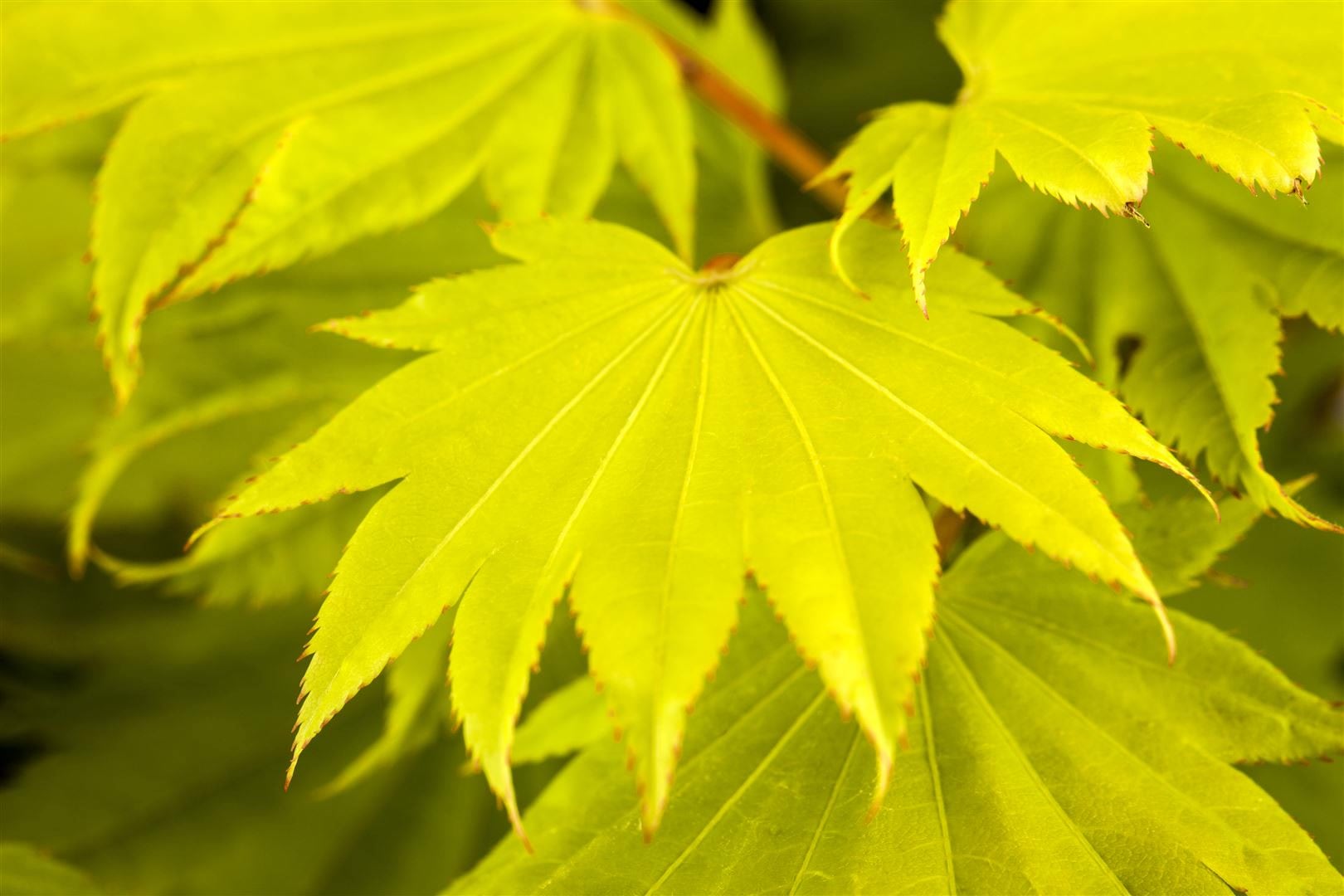 Acer shirasawanum 'Aureum', Japanischer Ahorn, goldgelb, 40&ndash;50 cm - Bild 1