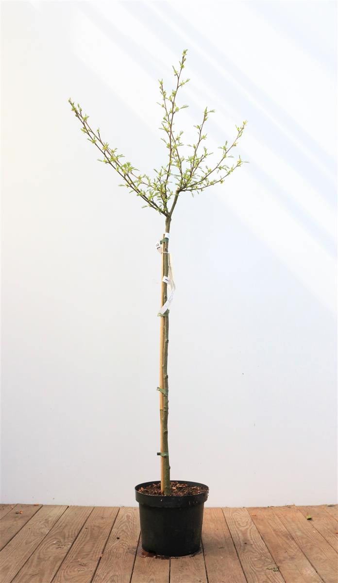 Alnus glutinosa 'Imperialis', Schwarzerle, 80 cm Stammh&ouml;he - Bild 1