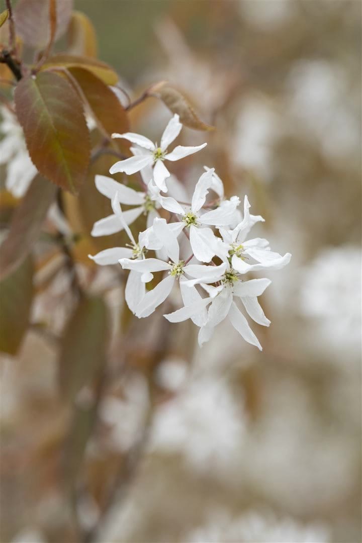 Amelanchier 'Ballerina', Felsenbirne, wei&szlig;, 60&ndash;100 cm - Bild 1