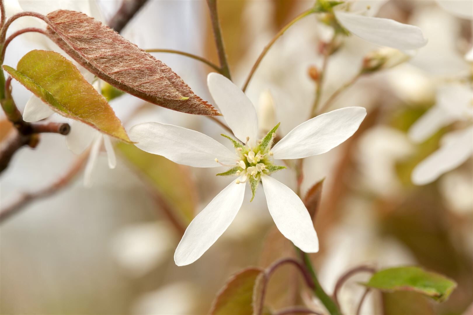 Amelanchier lamarckii, Kupfer-Felsenbirne, weiß, 40–60 cm | 04063654820598