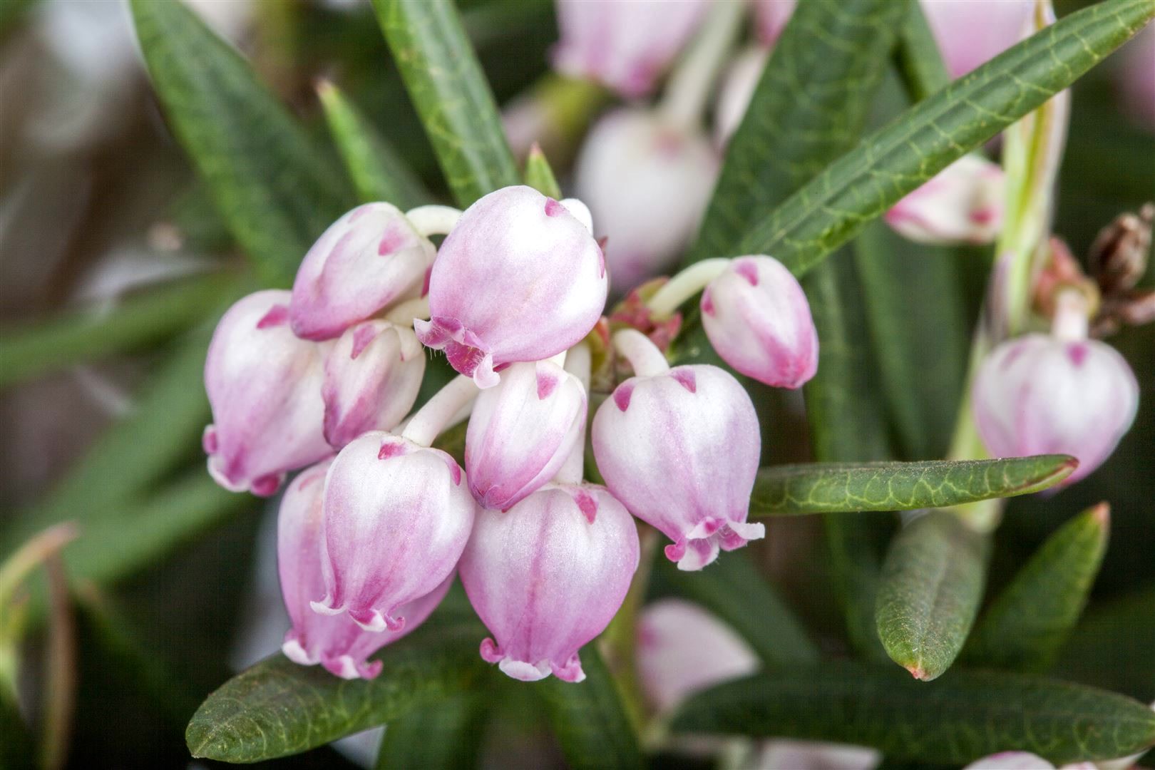 Andromeda polifolia, Rosmarinheide, 30&ndash;40 cm - Bild 1