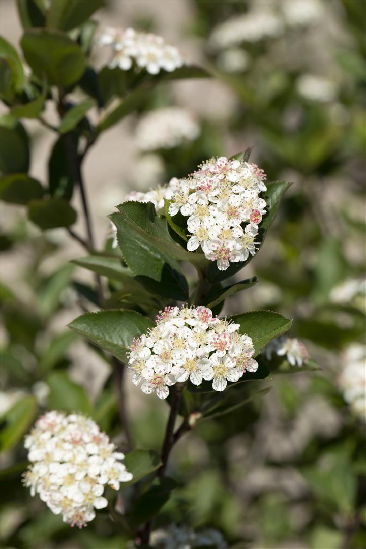 Aronia melanocarpa 'Hugin', Schwarze Apfelbeere, 60&ndash;80 cm - Bild 1
