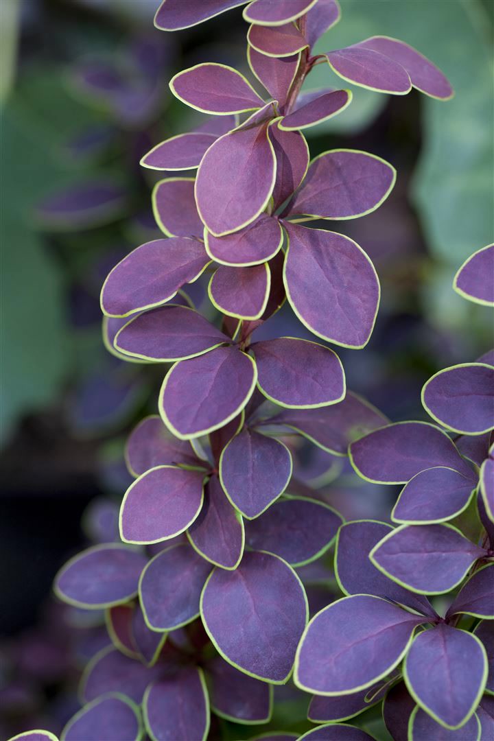 Berberis thunbergii 'Golden Ring', Berberitze, gelb-rot, 40&ndash;60 cm - Bild 1