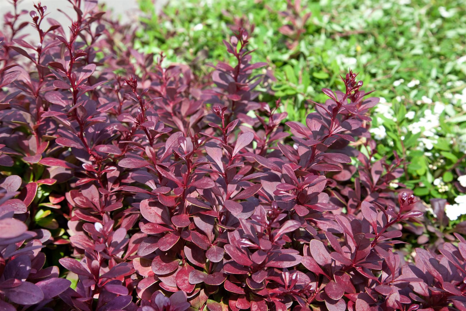 Berberis thunbergii 'Red Chief', Rote Heckenberberitze, 60&ndash;80 cm - Bild 1