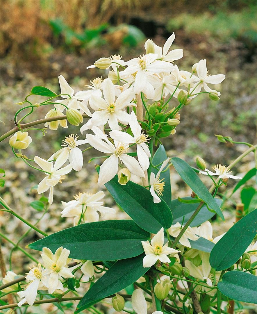Clematis armandii 'Snowdrift', immergr&uuml;n, wei&szlig;e Bl&uuml;ten, 100&ndash;150 cm - Bild 1
