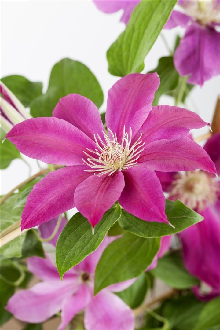 Clematis Hybrid 'Comtesse de Bouchaud', rosa Bl&uuml;ten, 60&ndash;100 cm - Bild 1