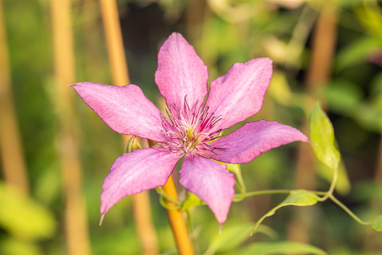 Clematis Hybride 'Giselle', Waldrebe, rosa-lila, 60&ndash;100 cm - Bild 1