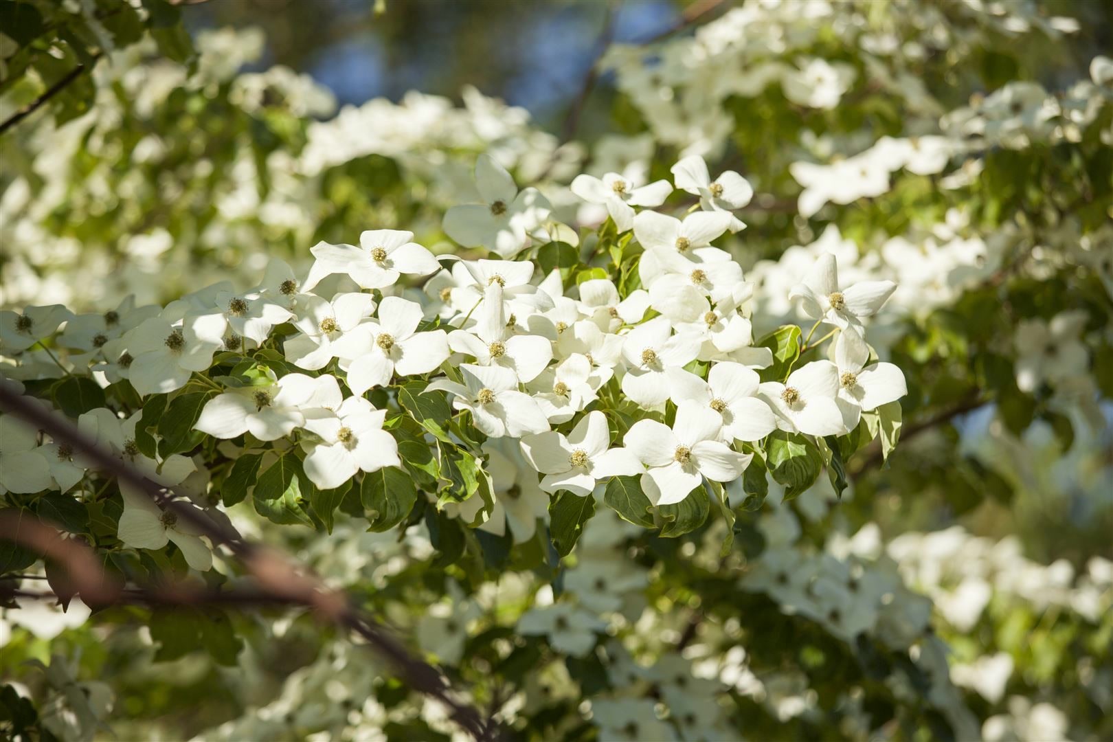 Cornus florida, Blumen-Hartriegel, 40&ndash;60 cm, wei&szlig;e Bl&uuml;ten - Bild 1