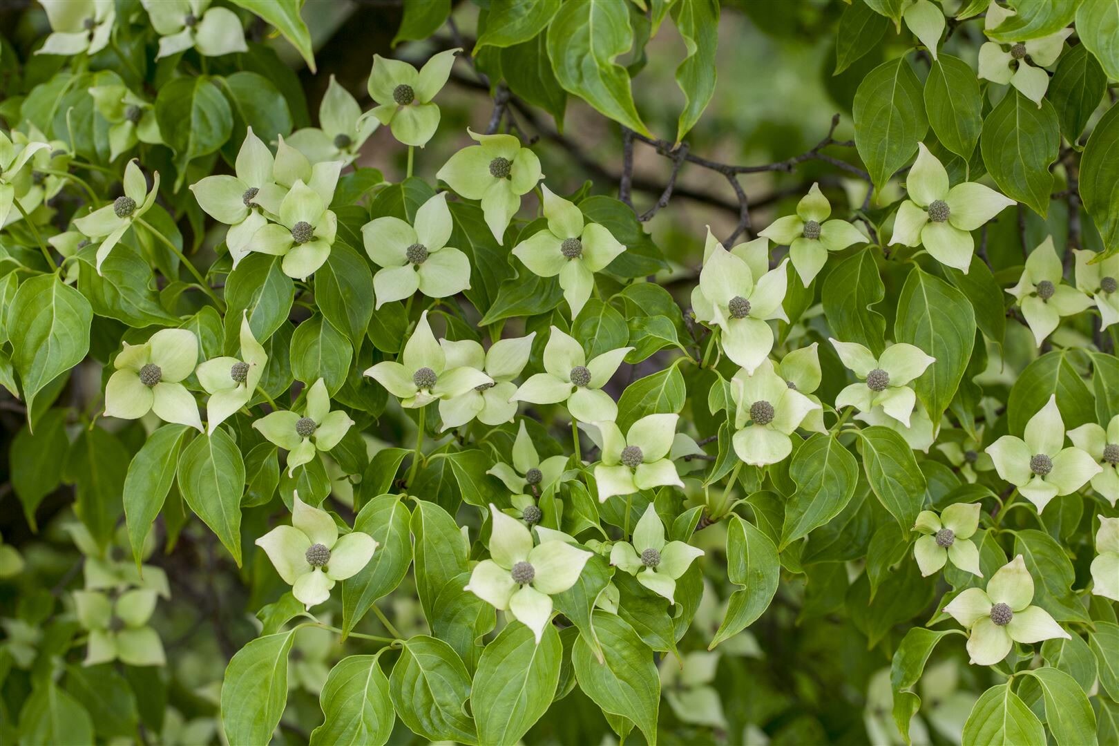 Cornus kousa chinensis ‚China Girl‘, Chinesischer Blumen-Hartriegel, 150–175 cm | 04063654801795