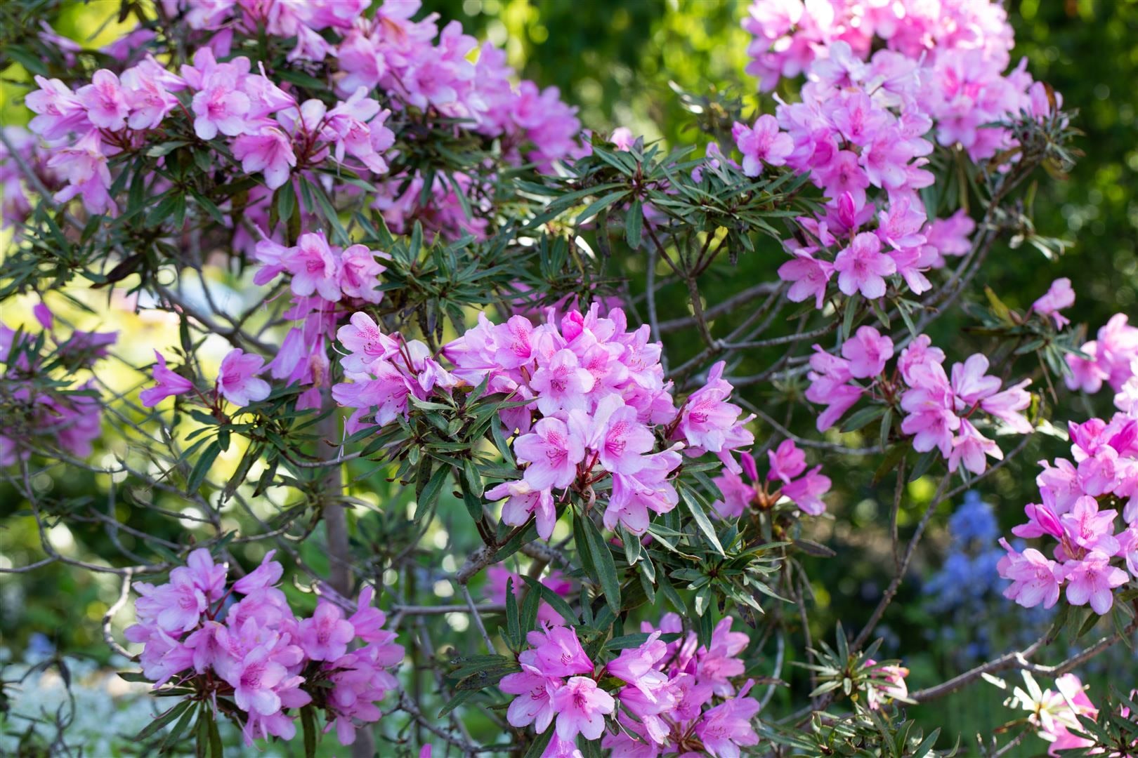 Rhododendron Hybr. 'Graziella', Rhododendron, 30&ndash;40 cm - Bild 1