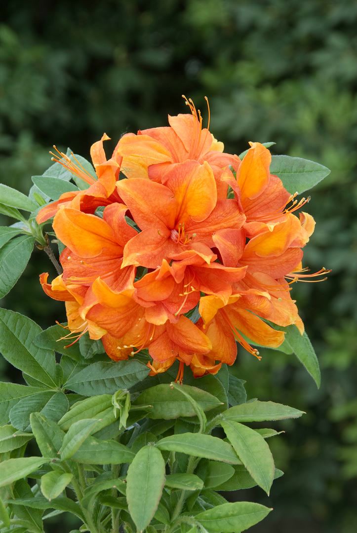 Rhododendron luteum 'Goldflamme', gelb-orange, 30&ndash;40 cm - Bild 1
