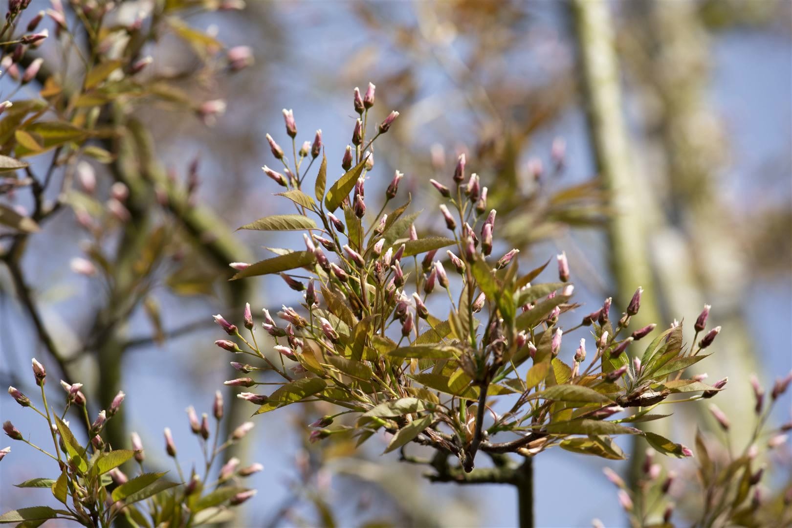 Amelanchier arborea 'Robin Hill', Felsenbirne, rosa Bl&uuml;ten, 80&ndash;100 cm - Bild 1