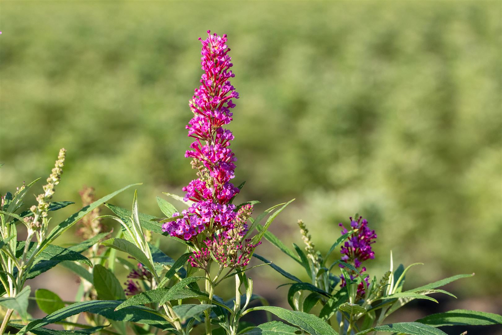 Buddleja davidii 'Butterfly Tower', Schmetterlingsflieder, 40&ndash;60 cm - Bild 1