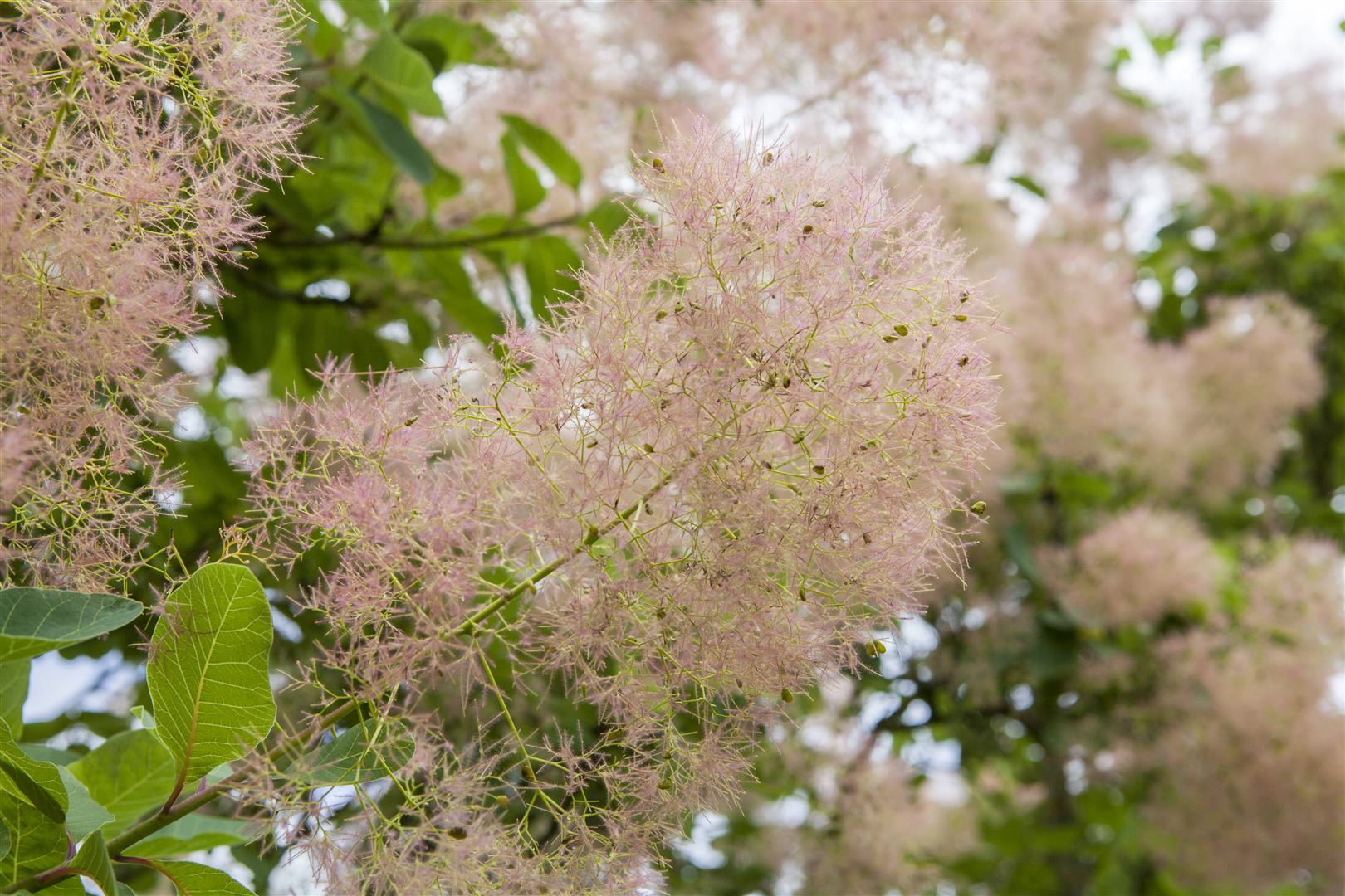 Cotinus coggygria 'Smokey Joe', Per&uuml;ckenstrauch, 40&ndash;60 cm, rauchig rosa - Bild 1