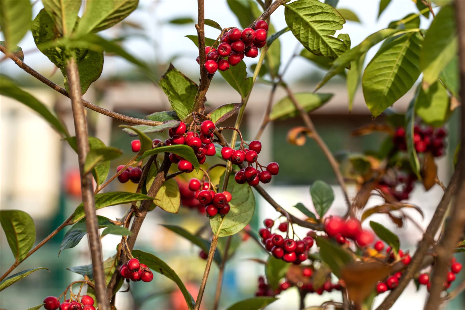 Cotoneaster watereri 'Pendulus', Zierstrauch, 80&ndash;100 cm - Bild 1