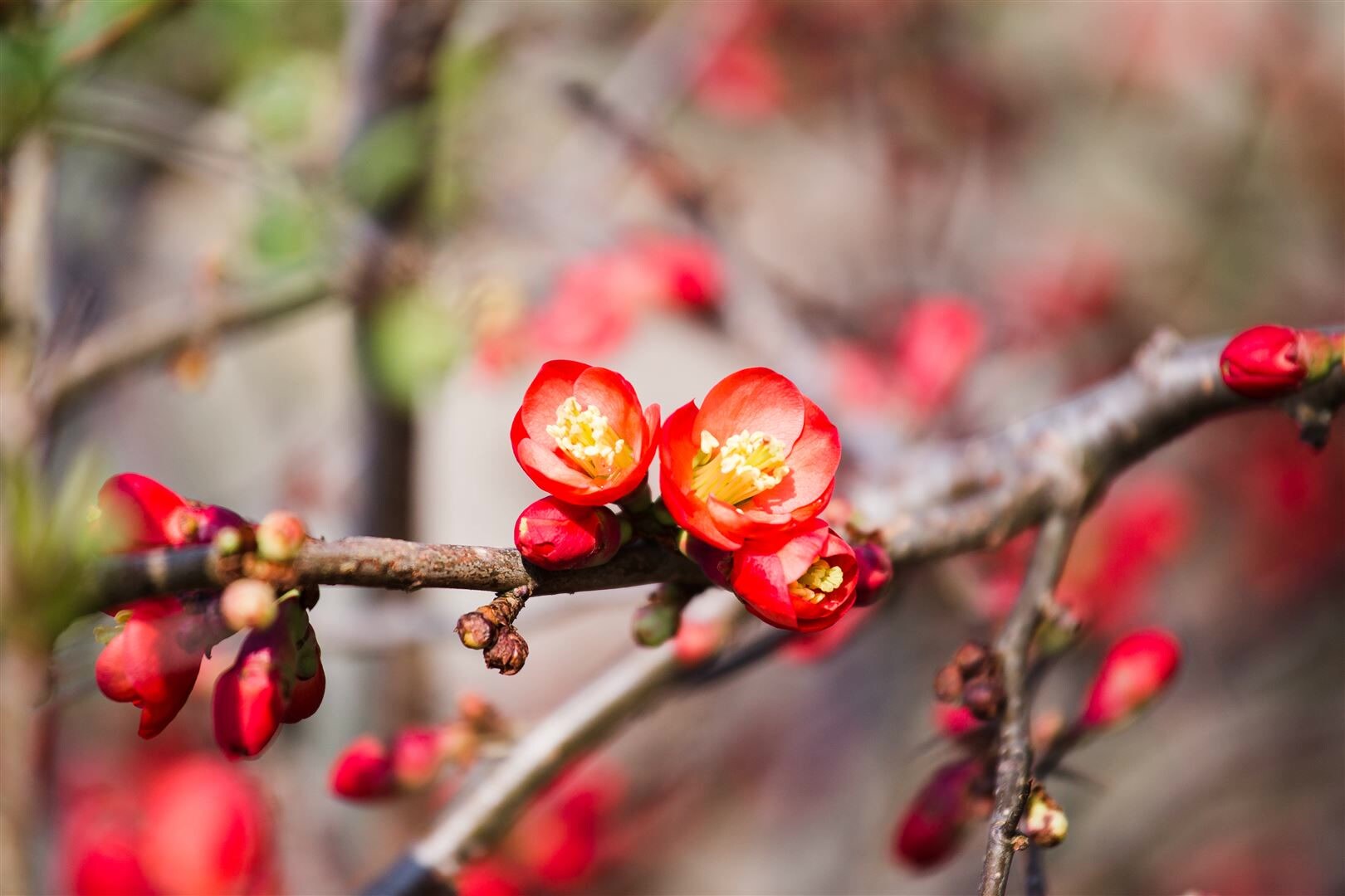 Chaenomeles ‚Crimson and Gold‘, Zierquitte, rot-gelb, 40–60 cm | 04063654229179