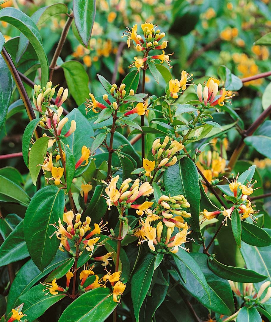 Lonicera henryi 'Copper Beauty', Gei&szlig;blatt, immergr&uuml;n, 60&ndash;100 cm - Bild 1