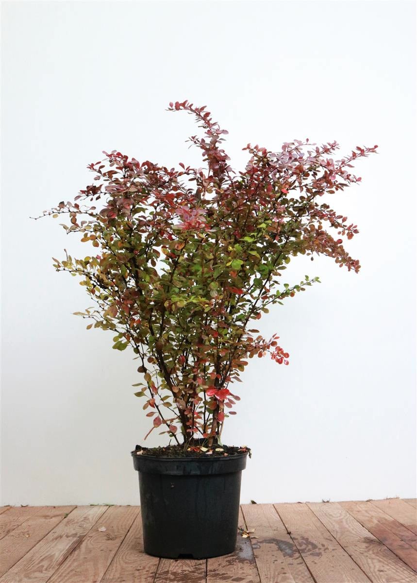 Berberis thunbergii 'Atropurpurea', Blutberberitze, purpurrot, 60&ndash;80 cm - Bild 1