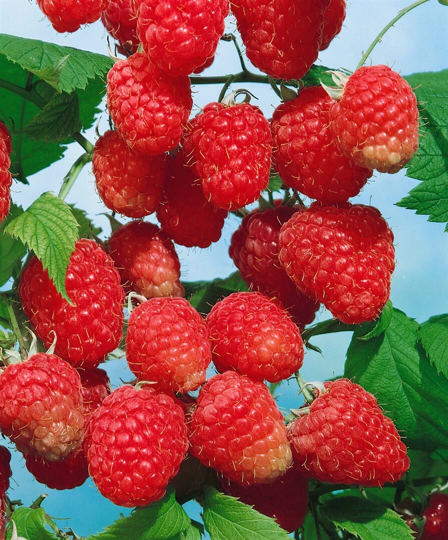 Rubus illecebrosus, Japanische Erdbeere, 30–40 cm | 04063654003304