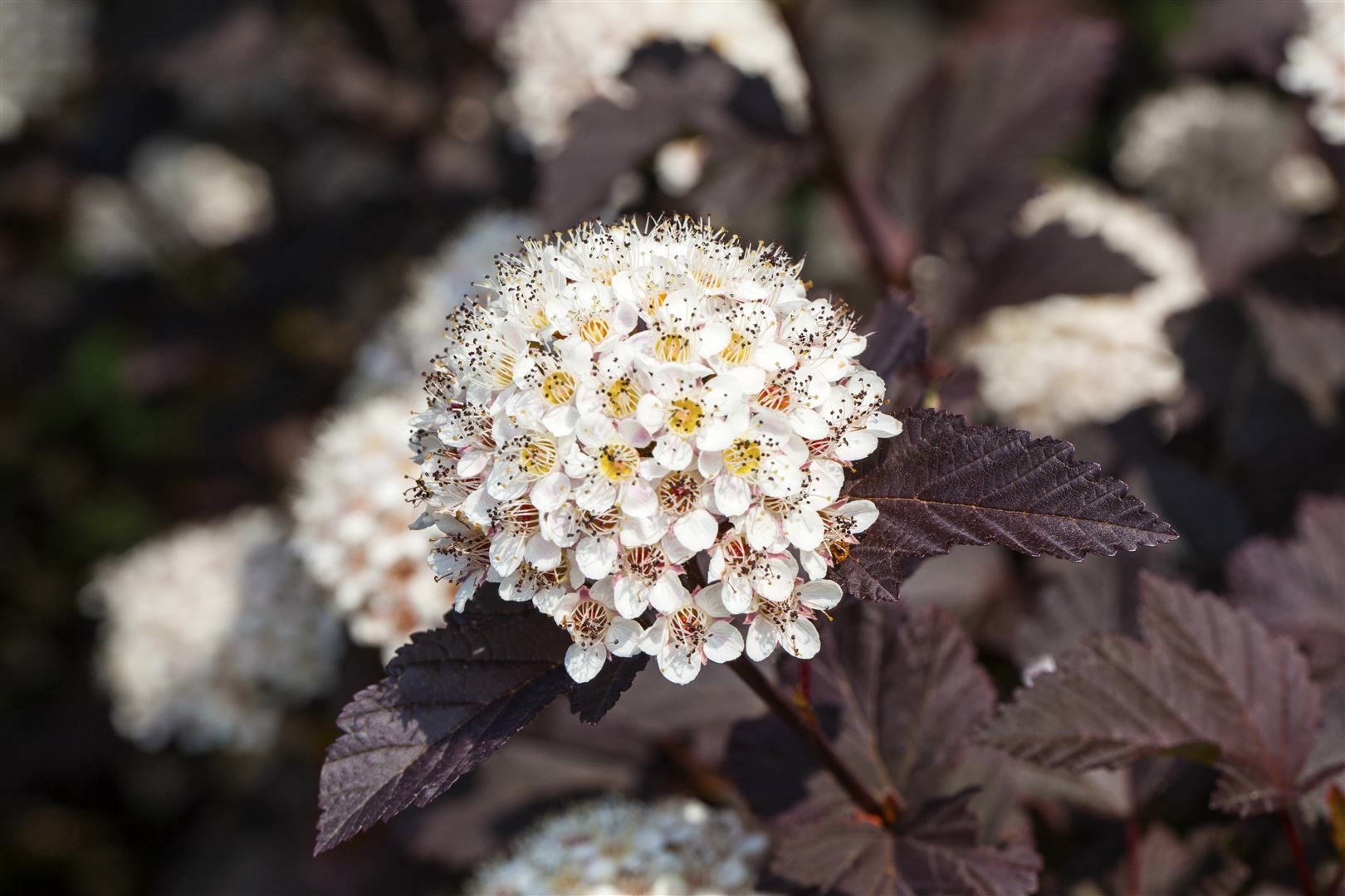 Physocarpus opulifolius 'Summer Wine', Blasenspiere, rotlaubig, 40&ndash;60 cm - Bild 1